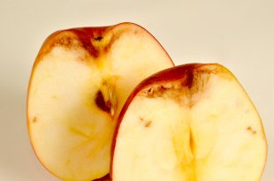 p. 88, doc 1 - Des micro-organismes dangereux pour notre santé - Exemple : la pomme