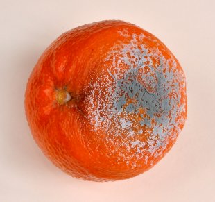 p. 88, doc 1 - Des micro-organismes dangereux pour notre santé - Exemple : la tomate