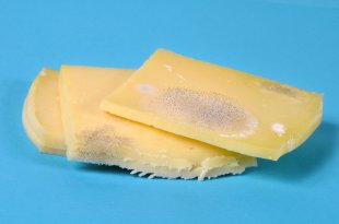 p. 88, doc 1 - Des micro-organismes dangereux pour notre santé - Exemple : le fromage